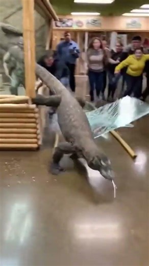KOMODO DRAGON BREAKS GLASS! 😱 (Terrifying Zoo Escape)