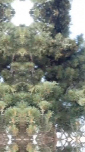 Exploring the Beauty of Pine Trees and Their Features