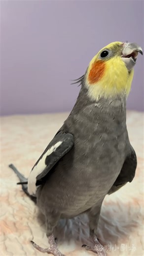 51K views · 1.8K reactions | This bird song is so amazing | Beautiful World | Facebook