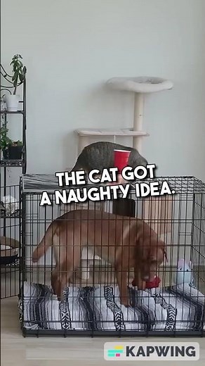 This Cat Pulled a Prank on the Dog 😹 #shorts