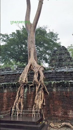 ស្រស់ស្អាតណាស់, Ta Prohm Temple: Cambodia's Most Famous Ancient Heritage Hidden in the Jungle! 🌿🏛️
