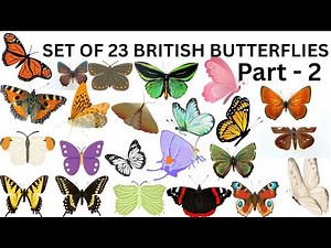 23 British Butterflies Name with Pictures – Part 2 | UK Butterfly Species 🦋