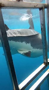 7.8K views · 90 reactions | #sharkattack #oceanlife #scarymoment #wildlife #deepsea #viralvideo #trending #dangerzone #sealife #caughtoncamera #sharks #oceanadventure | Sea Predator Attack | Facebook
