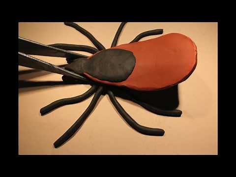 Life Cycle of the Black-Legged Tick (and Lyme Disease Prevention!)