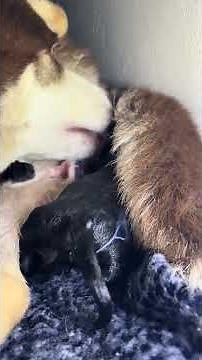 Miracle of Life: Dog Giving Birth to Adorable Puppies 🐶❤️ | Real-Time Whelping Experience