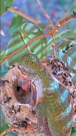 Allens Hummingbird "Olive" Feeding Forest and Autumn 9 and 11 Days Old. #babyhummingbirds #chicks