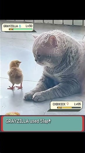 Intense Pokemon fight in Real Life! Tiny Chicken vs CAT - FurArena #pokemon #irlpokemon #cyborg