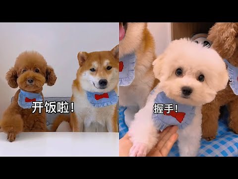 “吃青菜’”应该就是它们今天的烦恼了吧 #安静的布丁妹妹 #柴犬 #泰迪【布丁合集】