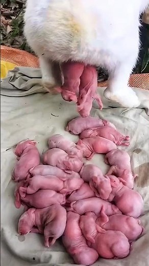 24 Days of Pure Cuteness | Rabbit Transformation - Wait for Day 24 #cute #pets