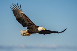 Cause of mysterious bald eagle deaths found after 25 years
