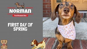 7.8K views · 1.3K reactions | Happy First Day of Spring! 曆 I envisioned stepping outside to birds chirping, warm weather, flowers everywhere... But it's still cold & windy! 藍略 | Norman The Wiener Dog | Facebook