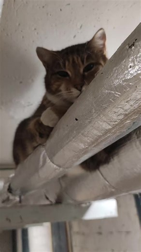 если кто-то нам захочет немножко помочь, адреса пунктов доставки: озон, Минск, ул. Сурганова, 50 WB, Минск, ул. Мележа, 3 карточка МИР российских и белорусских рублей: 9112 3801 6108 6501 LEV KATSNELSON