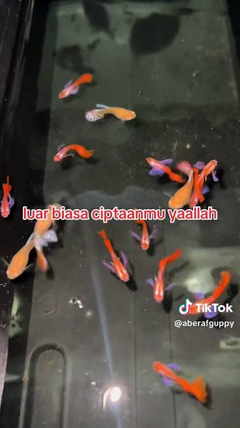 jualanikanguppymalaysia on TikTok