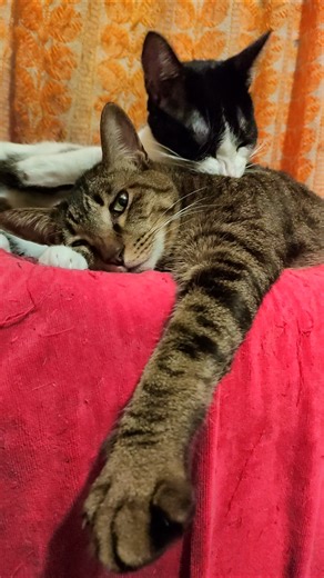 ねこ ショート パート4572