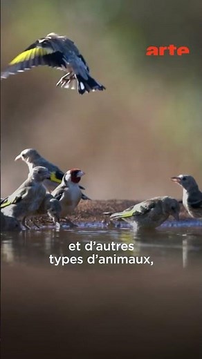 Ce qu'est la biodiversité #podcast #environnement #écologie #documentaire