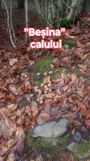 Calvatia gigantea sau beșina calului,porcului #Wolfu #BaiaMare #Maramures⚒️ | Adrian Puscas