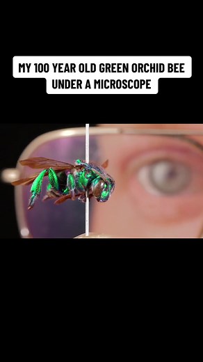 Exploring a 100-Year-Old Green Orchid Bee Under Microscope