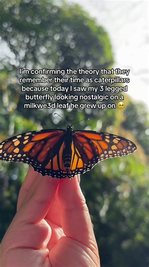 Raising Monarch Butterflies: A Heartwarming Journey