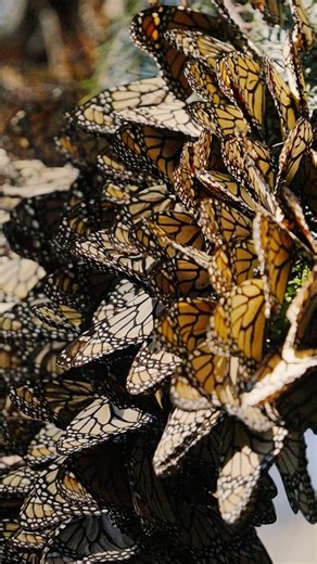 Monarch Butterfly Migration in Central Mexico