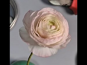 Ranunculus flower in sugar (gum paste). Wedding & cake decoration flower. Easy level tutorial.