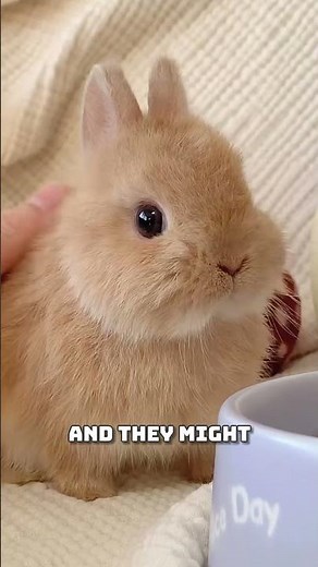 How to Know When Your Rabbit Is Truly Happy 🐰💖