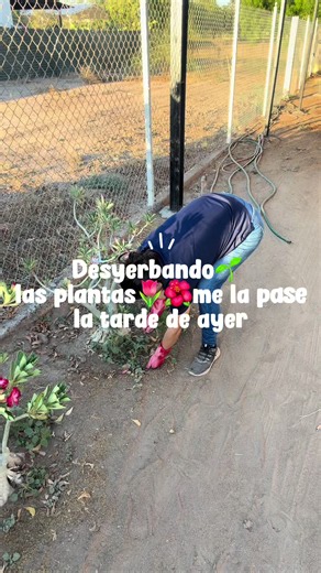 Desyerbar plantas en casa: guía rápida para jardín y patio