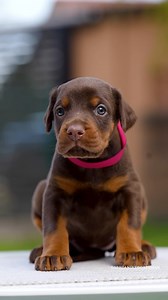 3K views · 88 reactions | Brown baby she’s beautiful  breeder: @darkcanine.doberman | Dark Canine Doberman Kennel | Facebook