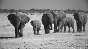 Herd Elephants Coming Towards Stock Footage Video (100% Royalty-free) 1063927597 | Shutterstock