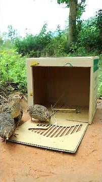 Really Best Quick Bird Trap - Auto Trapping #shorts