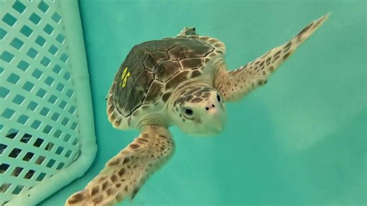 How this New Jersey nonprofit is on a mission to save sea turtles