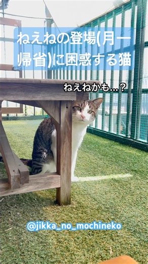 【誰？】ねえねの登場に困惑する猫 #猫 #ねこ #cat #ねこのいる生活 #猫のいる暮らし #ベランダ気持ち良い #わらび
