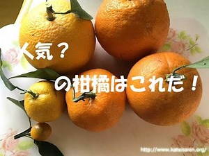 人気？の柑橘系ならこれだ！みかんの種類