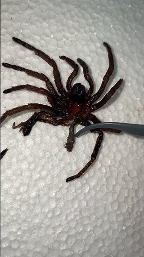 Tarantula molt has EXTRA LIMB?!! #shorts (see description)