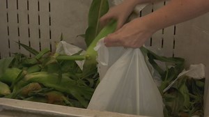 Families line up for sweet corn at Fresno State
