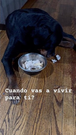 Vive tu I despues tu I si sobra vuelbe I usalo tu! #rottweiler #rottweilerlife #perros