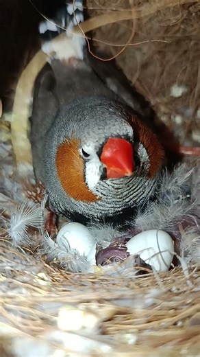 Zebra Finch Chick Hatching 🐤 | Father Monitoring the Nest