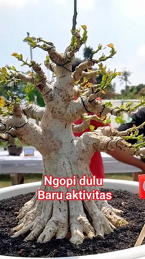 Just a hibiscus bonsai inspiration 182 #natural #bonsai #tree #gardening | Aiman