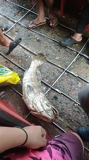 #Trending malaking isda enid mga seaman #fishing#fishermen#fish