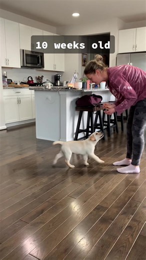 Labrador Puppy Playing: Cute Funny Moments
