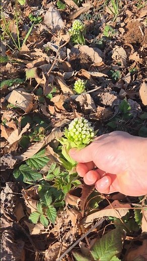 I discovered a place where I can harvest an endless supply of butterbur sprouts, a spring delicac...