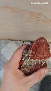 16K views · 184 reactions | A red dragon rests calmly as its old skin begins to peel from its mouth. Shedding is never easy, but it’s a natural part of growth. With every scale that falls away, a stronger and healthier dragon emerges—reborn in beauty and power. #RedDragon #BeardedDragon #DragonShedding #ReptileCare #DragonLove #PetDragons #NatureMagic #DragonGrowth #ExoticPets #AnimalLovers | Bearded Dragon Life | Facebook