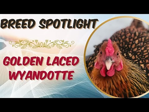 Golden Laced Wyandottes: Beauty, Personality, and Egg-laying Delights