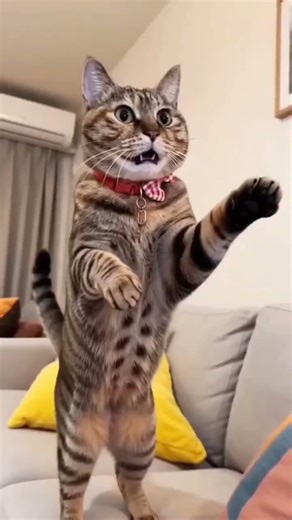 Funny cat boxing 🥊#funny #shorts #cat