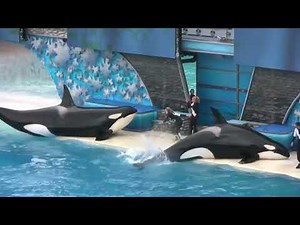 Seaworld Shamu Show San Diego