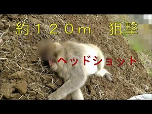 サル射撃 １２０ｍ ヘッドショット mpox撃破