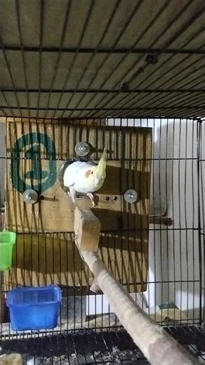 Cockatiel birds preparing to breeding😱