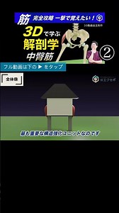 中臀筋の全体像２ 歩行分析の成否を分ける『中殿筋』の真実。3D解剖学で学ぶ、代償動作を見抜くプロの評価視点 #解剖学 #中殿筋 #国試対策 #gluteusmedius #理学療法