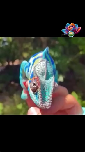 Le caméléon panthère espèce endémique de Madagascar se distingue par ses couleurs. Les mâles sont les spécimens les plus colorés!