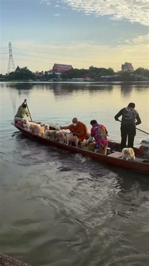 Monk Feeding Fish with a Boat Full of Dogs 🐶