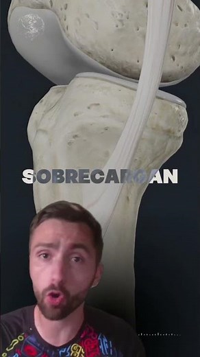 ¿Conocías la anatomia del MÚSCULO GRÁCIL?